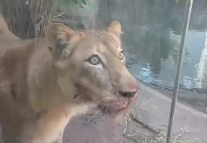 “Vaqueirinho”: o salto que ninguém conseguiu entender — e que terminou na jaula da leoa